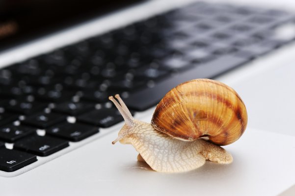 snail near computer laptop keyboard slow internet connection vpn software